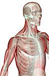 Musculoskeleton des Oberkörpers
