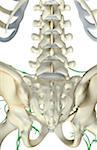The lymph supply of the lower back