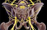 The nerves of the pelvis