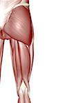 The muscles of the hip and lower limb