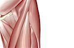 Les muscles de la hanche