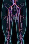 The blood supply of the lower limb