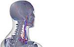 The blood supply of the head and neck