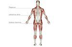 The musculoskeletal system