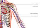 The blood supply of the shoulder and upper arm