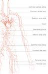 The blood vessels of the upper body