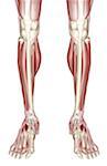 The muscles of the legs