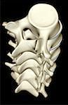 The lumbar vertebrae