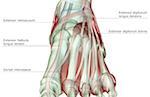La muscucardiovasculaires du pied