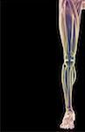The muscles of the lower limb