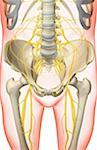 Die Nerven des Beckens