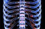 The bones of the back