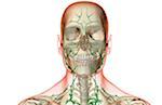 The lymph supply of the head and neck