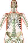 The lymph supply of the upper body