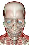 La muscucardiovasculaires de la tête et du cou