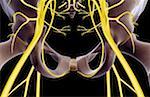 The nerves of the pelvis