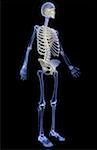 The skeletal system