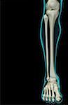 Les os de la jambe