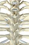 The bones of thoracic vertebrae