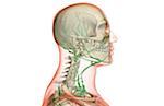 The lymph supply of the head and neck
