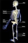 Le système squelettique
