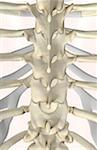 The bones of thoracic vertebrae