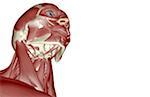 The muscles of the head and neck