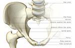 The bones of the pelvis