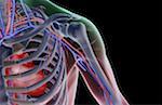L'approvisionnement en sang de l'épaule