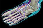 The blood supply of the foot