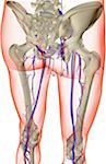 The blood supply of the lower limb