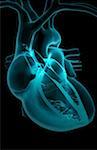 Sektionaltor Anatomie des Herzens