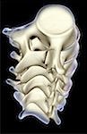 The lumbar vertebrae