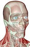 La muscucardiovasculaires de la tête et du cou