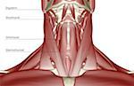 The muscles of the neck