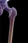 The bones of the hip