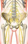 The nerves of the pelvis