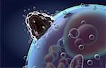 Fusion cellulaire du VIH