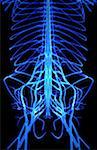 Nerves of the upper body