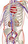 The urinary system