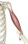 Biceps brachii