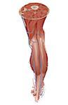 Transverse section of the leg