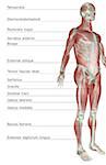 The muscular system