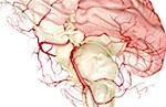 The arteries of the brain