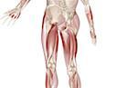 The muscles of the lower body - Stock Image - F001/8030 - Science Photo  Library