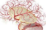 The arteries of the brain