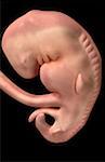 Développement embryonnaire