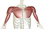 Muskeln des Oberkörpers