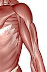 Muscles of the arm and torso