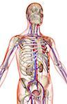 The blood supply of the upper body